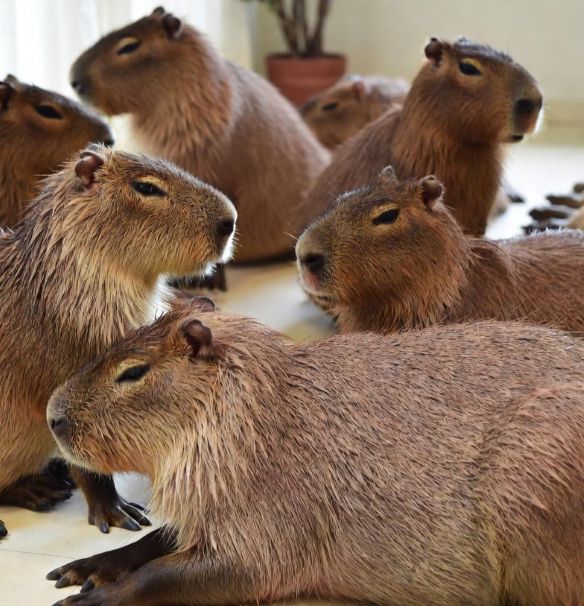 What Animal Cafés Reveal About Ethical Care and Welfare in Urban Zoos